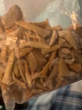 Natural Brown Shark Tooth or Craft Lot - Teeth 6-7 teeth per grab (not full bag)